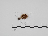 登錄號:F0024681藏品圖，第3張