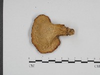 登錄號:F0024682藏品圖，第1張