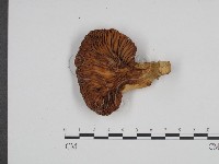 登錄號:F0024682藏品圖，第3張