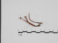 登錄號:F0024684藏品圖，第1張