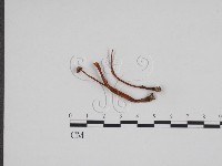 登錄號:F0024684藏品圖，第3張