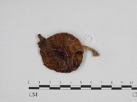 登錄號:F0024690藏品圖，第1張