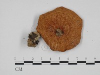 登錄號:F0024691藏品圖，第1張