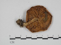 登錄號:F0024691藏品圖，第3張