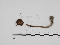 登錄號:F0024692藏品圖，第1張