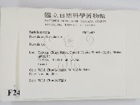 紅菇屬藏品圖，第2張