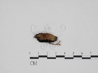 登錄號:F0024695藏品圖，第1張