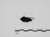 登錄號:F0024695藏品圖，第3張