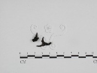 炭角菌屬藏品圖，第1張