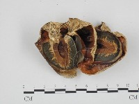 登錄號:F0024698藏品圖，第1張