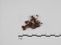 登錄號:F0024699藏品圖，第1張