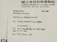 蠔韌革菌藏品圖，第2張