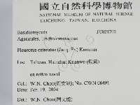 糙皮側耳藏品圖，第2張