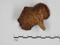 糙皮側耳藏品圖，第1張