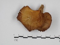 糙皮側耳藏品圖，第3張