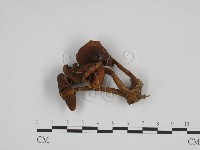 登錄號:F0024703藏品圖，第1張