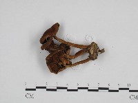 登錄號:F0024703藏品圖，第3張