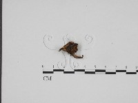 登錄號:F0024706藏品圖，第3張