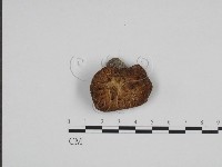 寬鱗多孔菌藏品圖，第3張