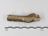 登錄號:F0024714藏品圖，第3張