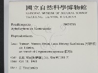 絲齒菌屬藏品圖，第2張