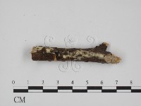 絲齒菌屬藏品圖，第3張