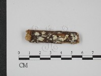 絲齒菌屬藏品圖，第1張