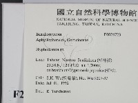 絲齒菌屬藏品圖，第2張