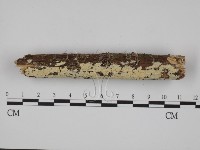 絲齒菌屬藏品圖，第1張