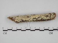 絲齒菌屬藏品圖，第3張