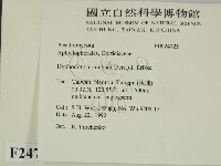 冇骨消絲齒菌藏品圖，第2張