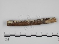絲齒菌屬藏品圖，第3張