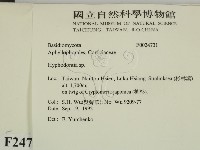 絲齒菌屬藏品圖，第2張