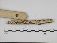 絲齒菌屬藏品圖，第3張