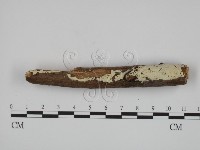 絲齒菌屬藏品圖，第3張