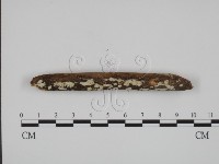 絲齒菌屬藏品圖，第1張