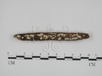 絲齒菌屬藏品圖，第3張