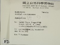 絲齒菌屬藏品圖，第2張