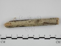 絲齒菌屬藏品圖，第1張