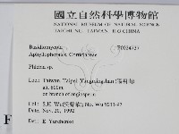 射脈菌屬藏品圖，第2張