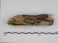 射脈菌屬藏品圖，第3張