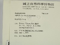 絲齒菌屬藏品圖，第2張
