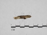 登錄號:F0024741藏品圖，第1張