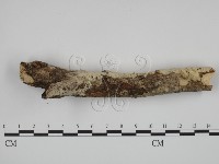 絲齒菌屬藏品圖，第3張