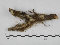 登錄號:F0024763藏品圖，第1張