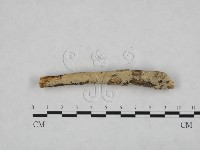 登錄號:F0024765藏品圖，第1張