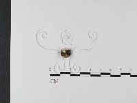 登錄號:F0024774藏品圖，第1張