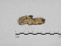 登錄號:F0024779藏品圖，第1張