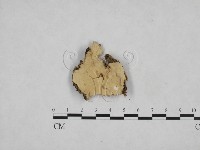 登錄號:F0024782藏品圖，第1張