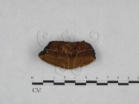 登錄號:F0024788藏品圖，第5張